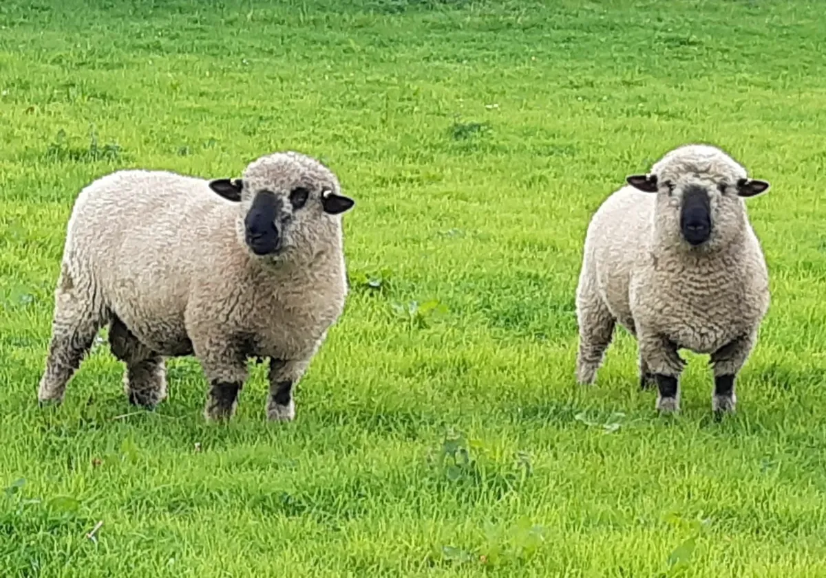 Sheep - Image 3