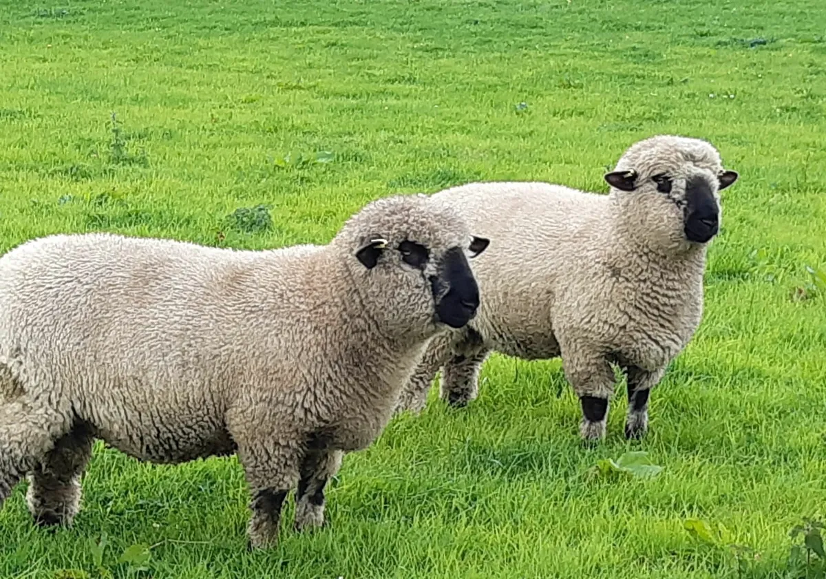 Sheep - Image 4