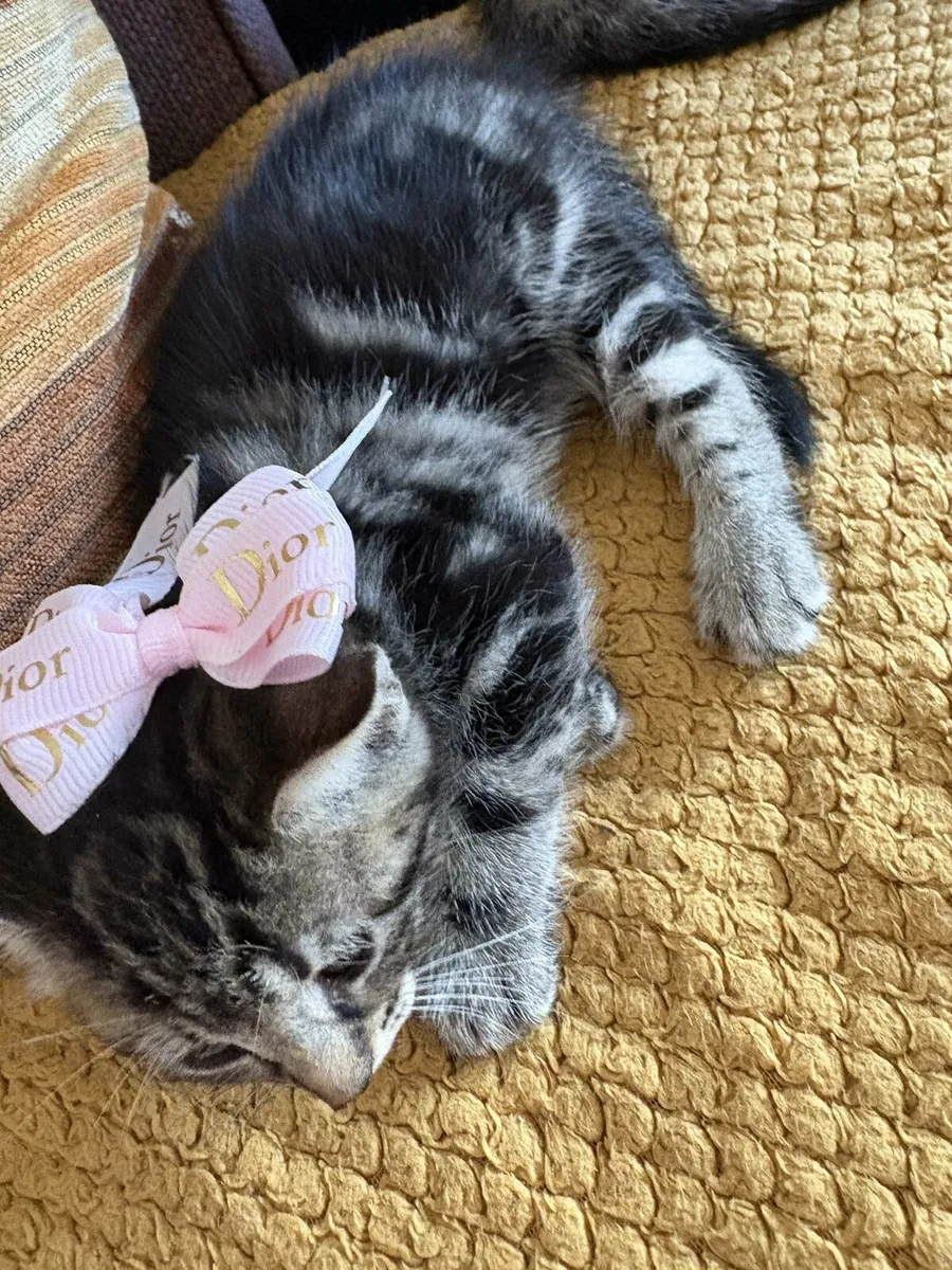 Kittens - Image 1