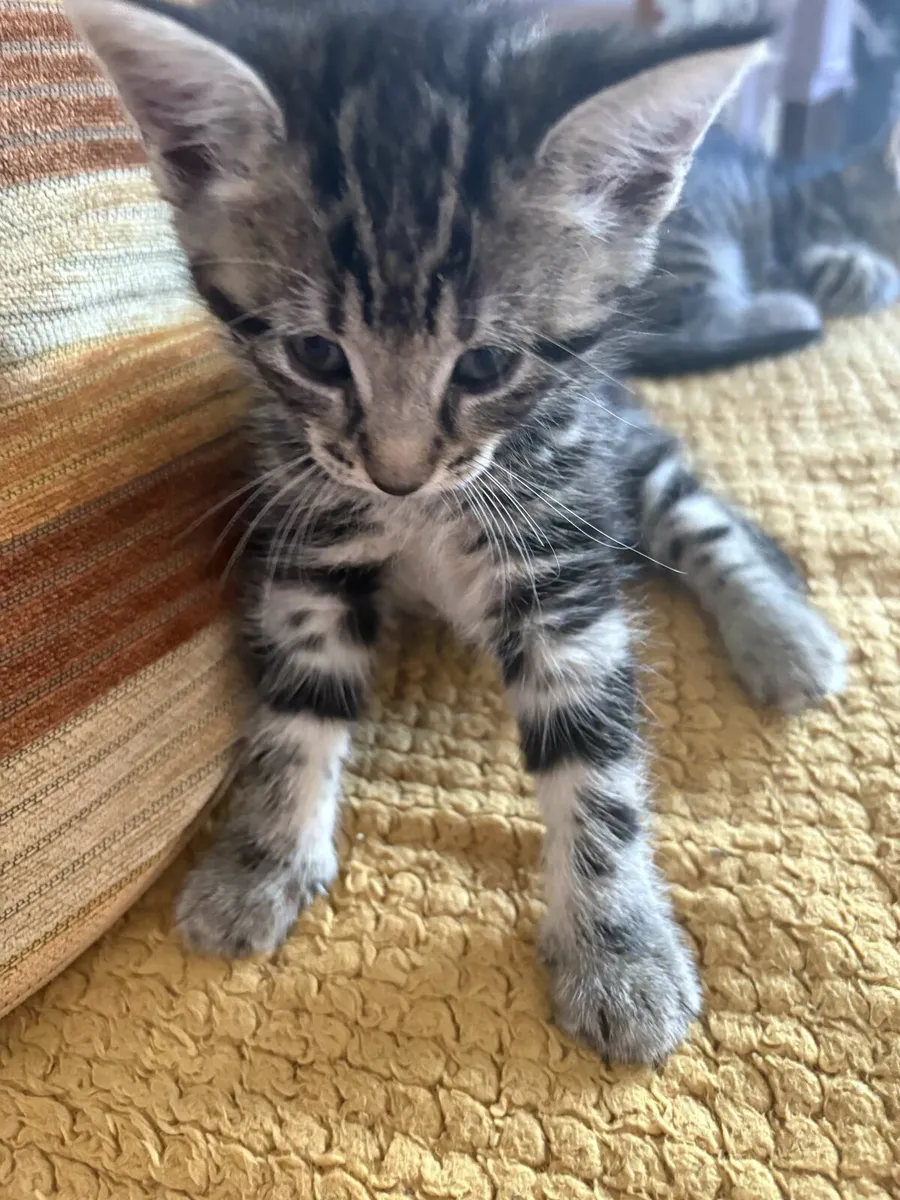 Kittens - Image 2