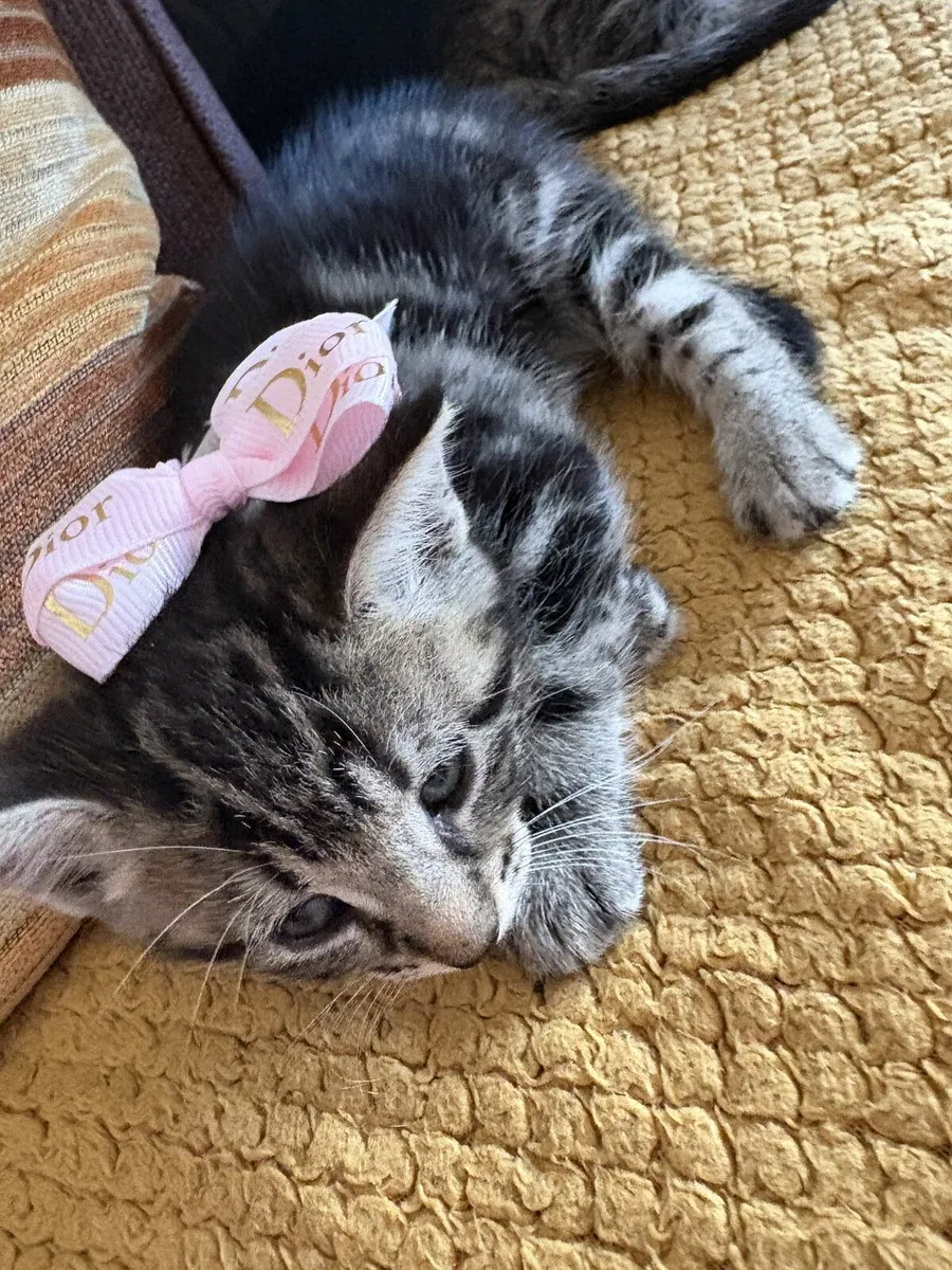 Kittens - Image 3