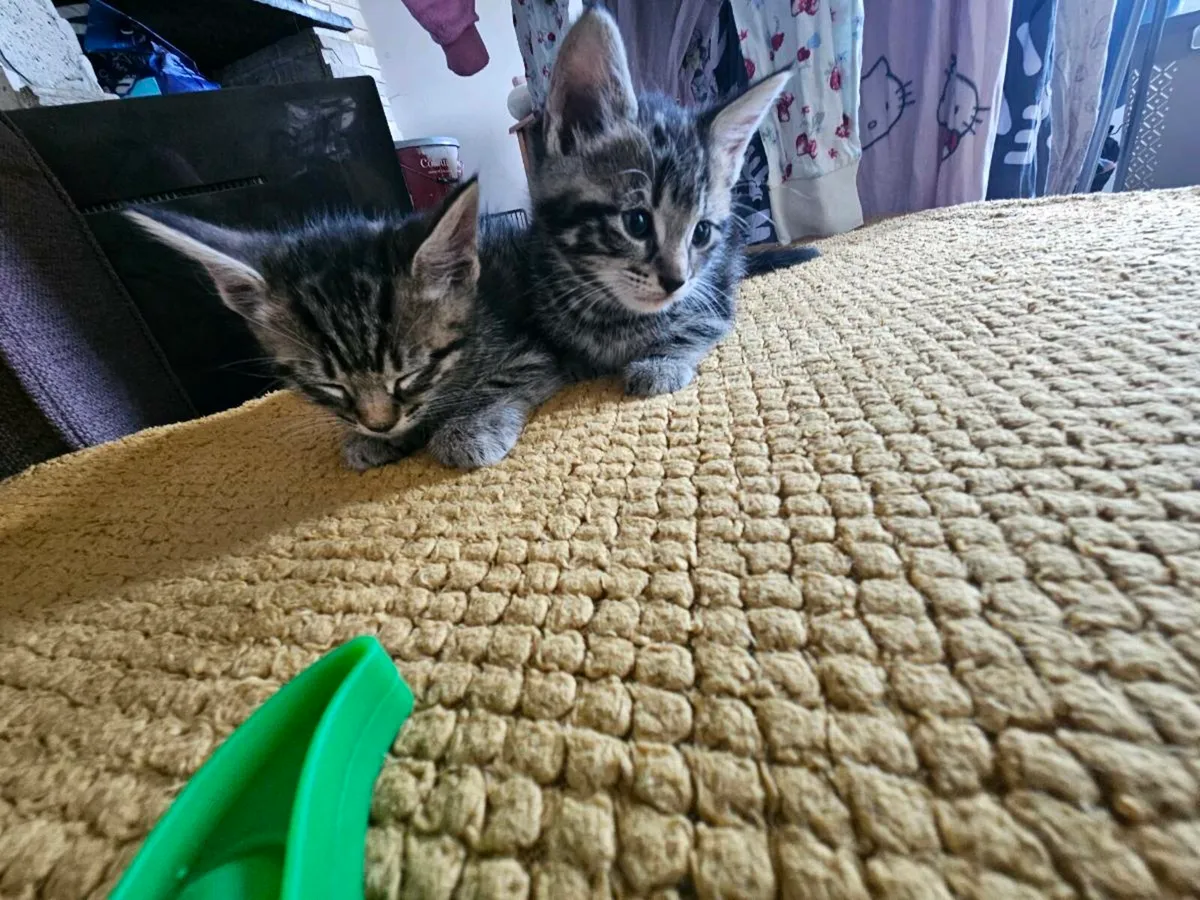 Kittens - Image 4