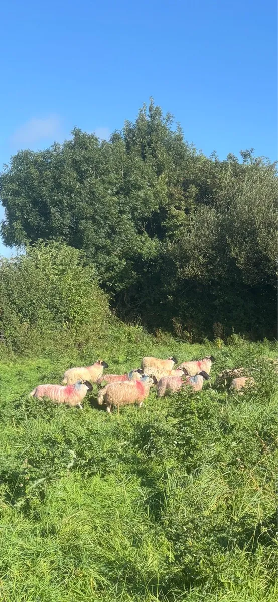 Lambs for sale - Image 1