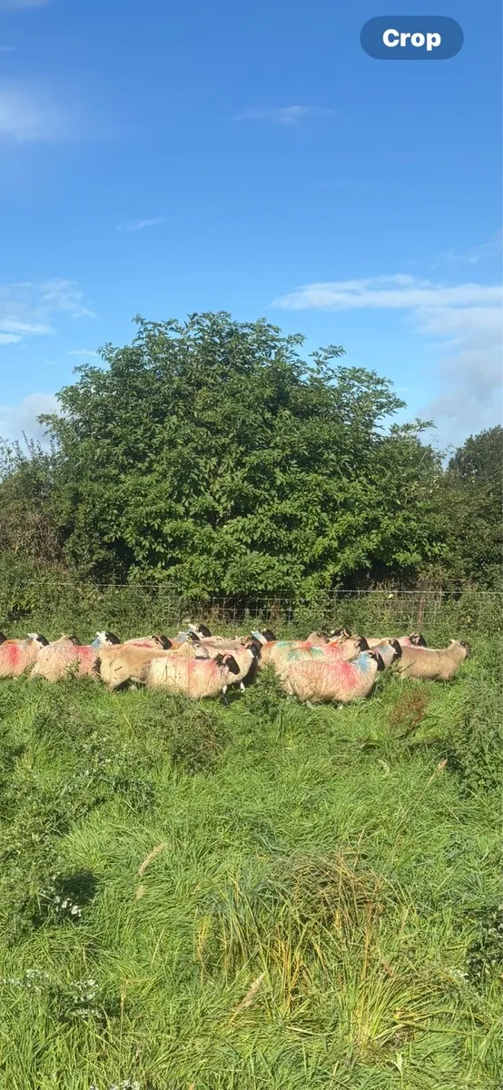 Lambs for sale - Image 2