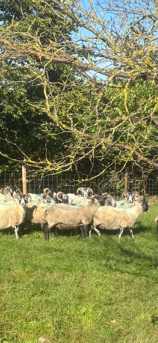 Lambs for sale - Image 4