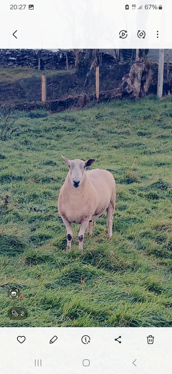 Ram - Image 1