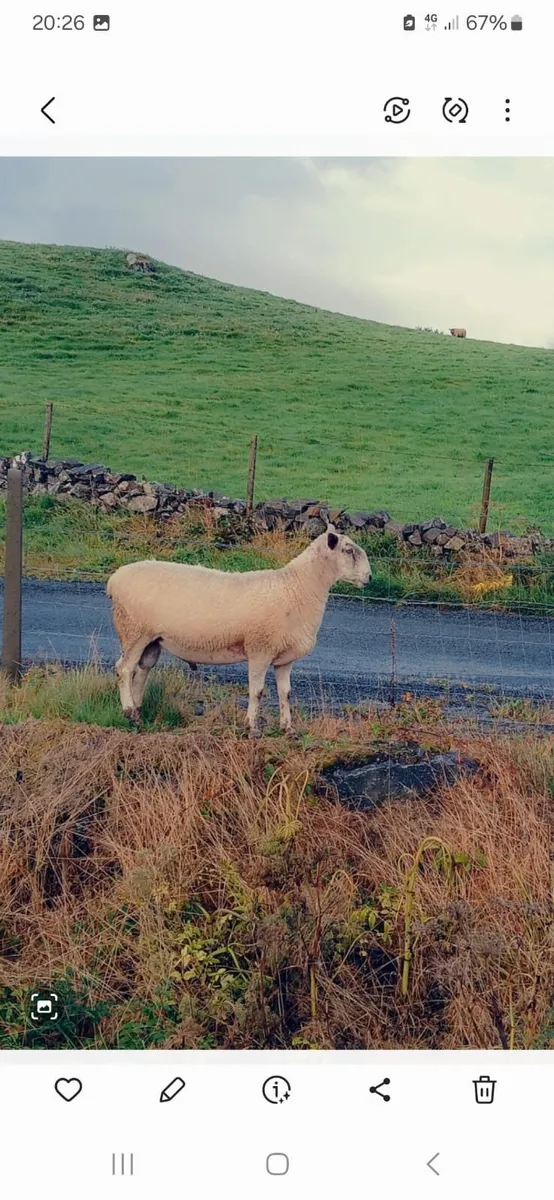 Ram - Image 2