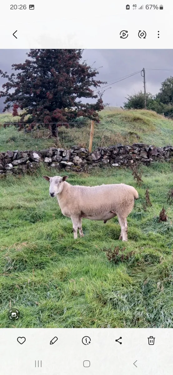 Ram - Image 3