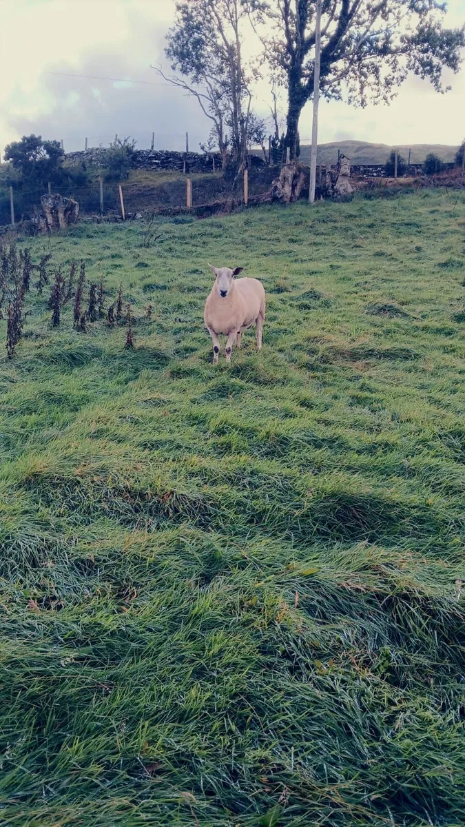 Ram - Image 4