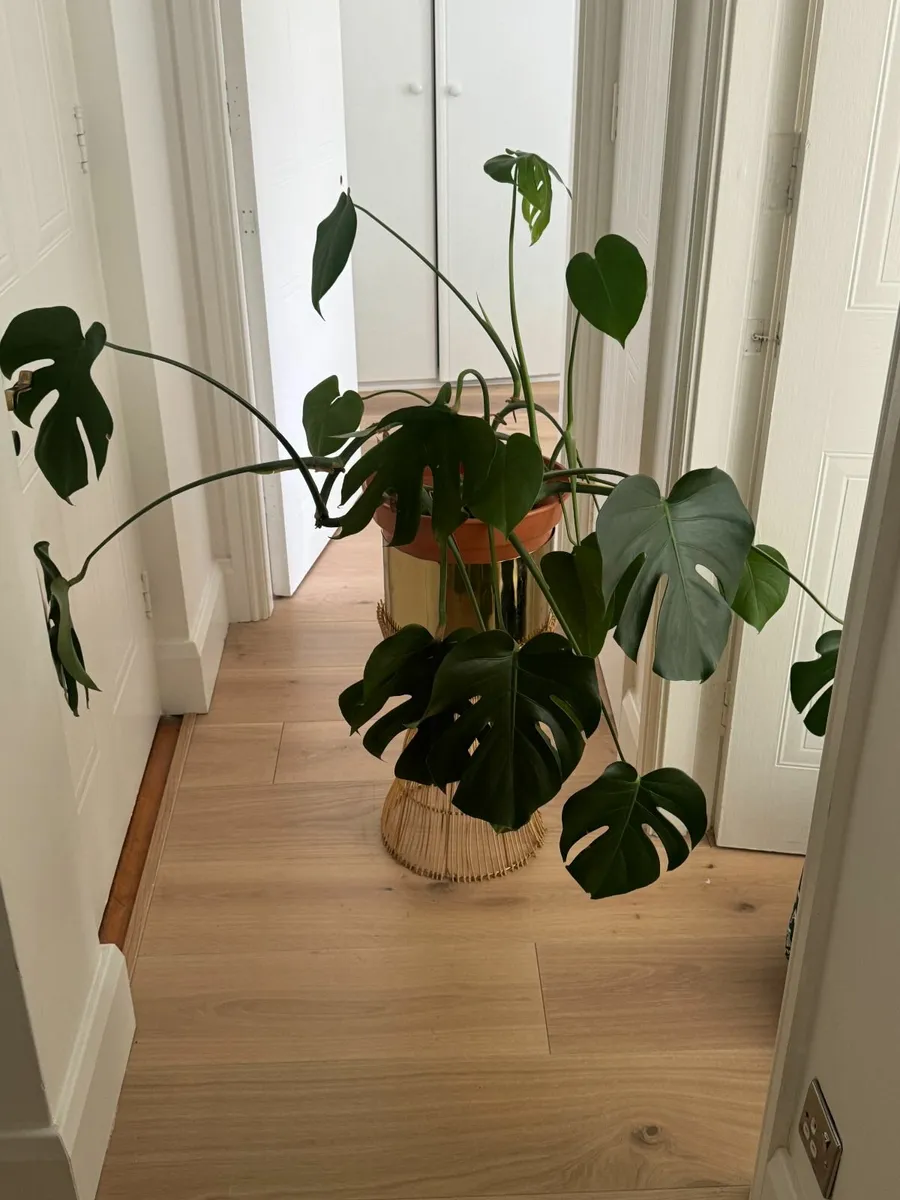 🌿 Mature Monstera Deliciosa (5+ Years) with Stand - Image 2