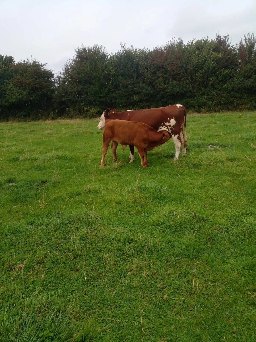 Cow and calf