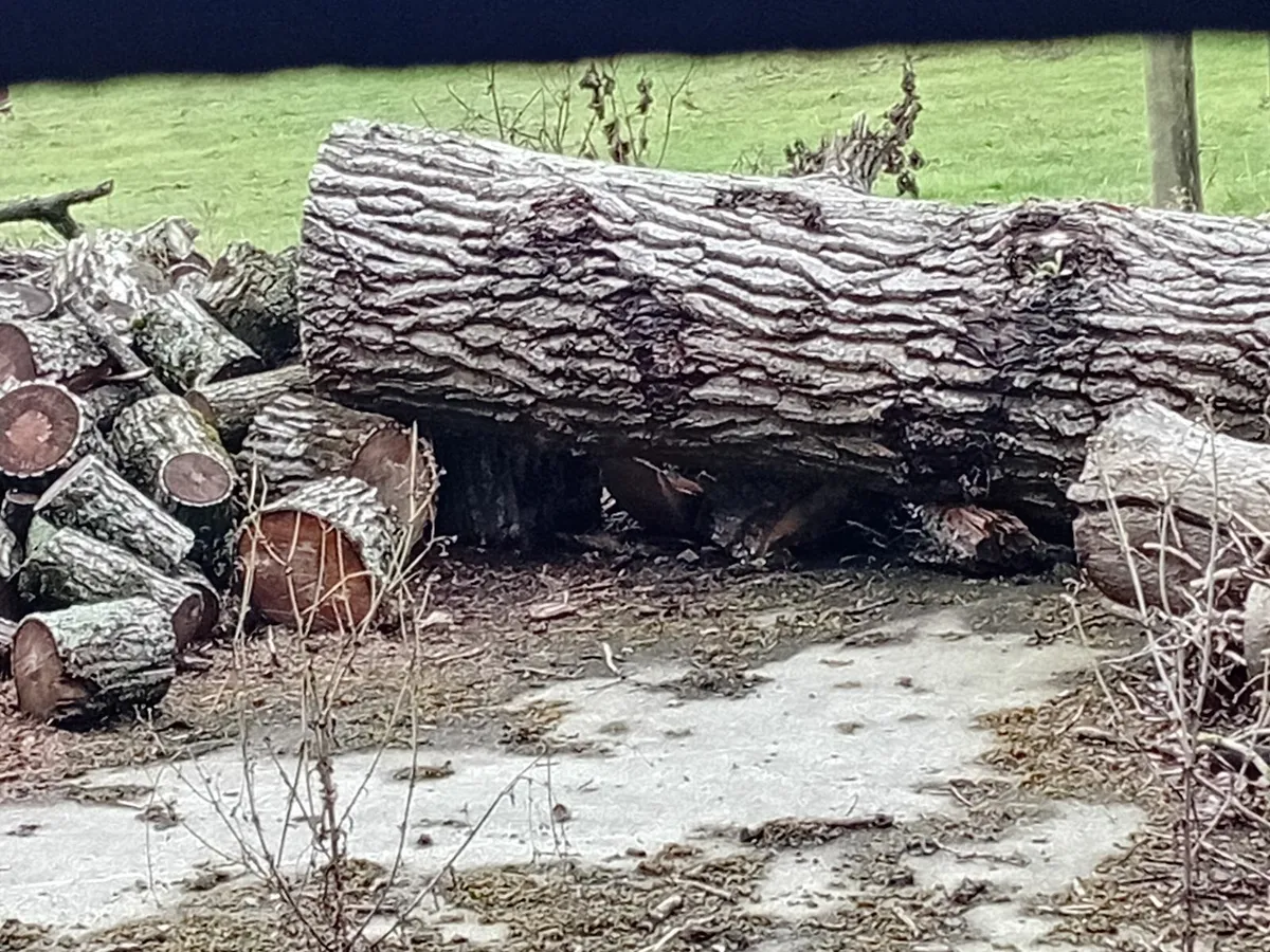 Firewood - Image 1