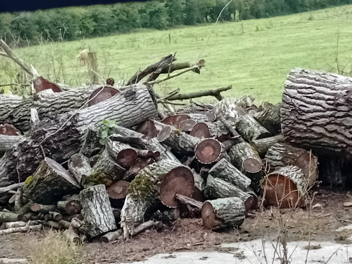 Firewood - Image 2