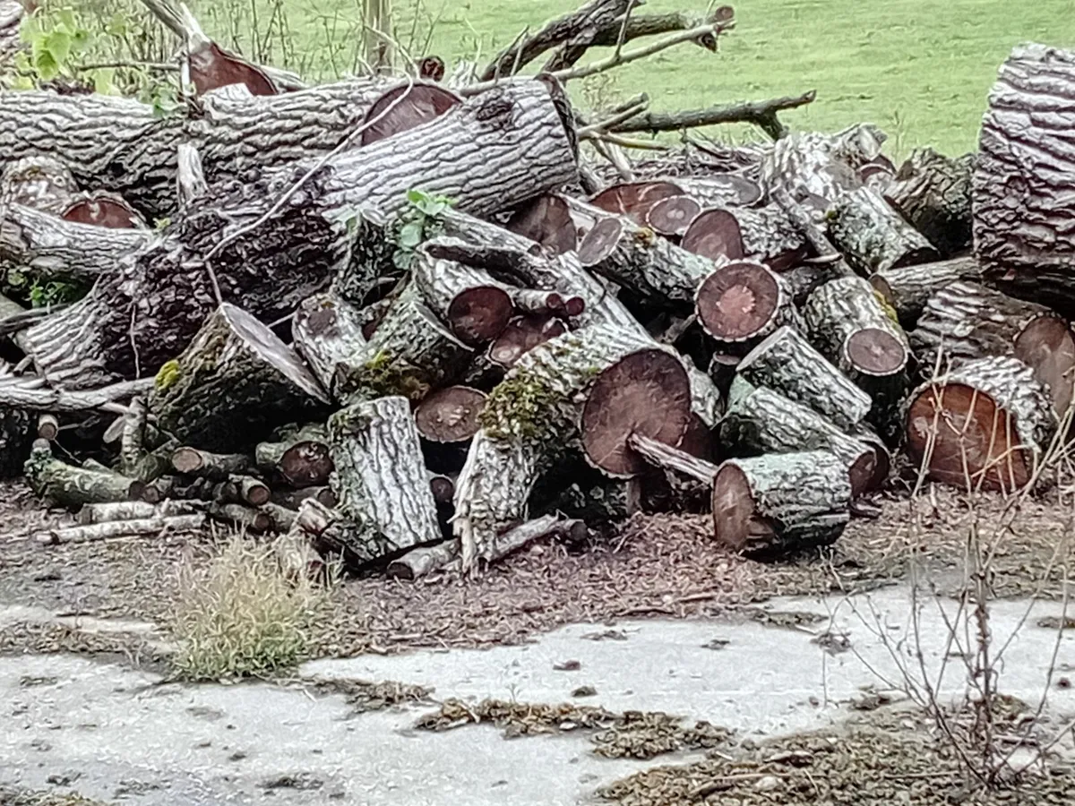 Firewood - Image 3