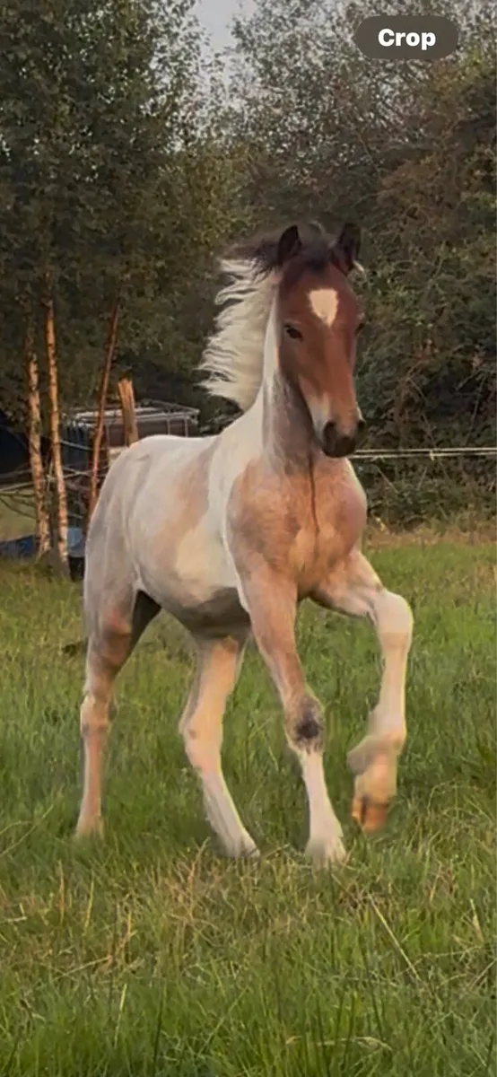 Filly foal - Image 1
