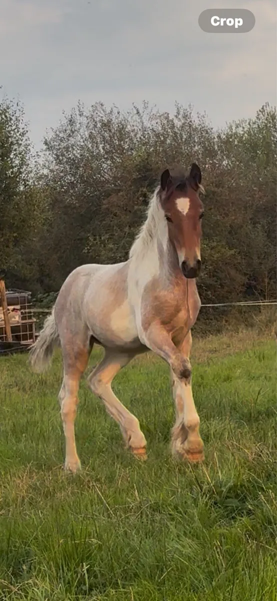 Filly foal - Image 2