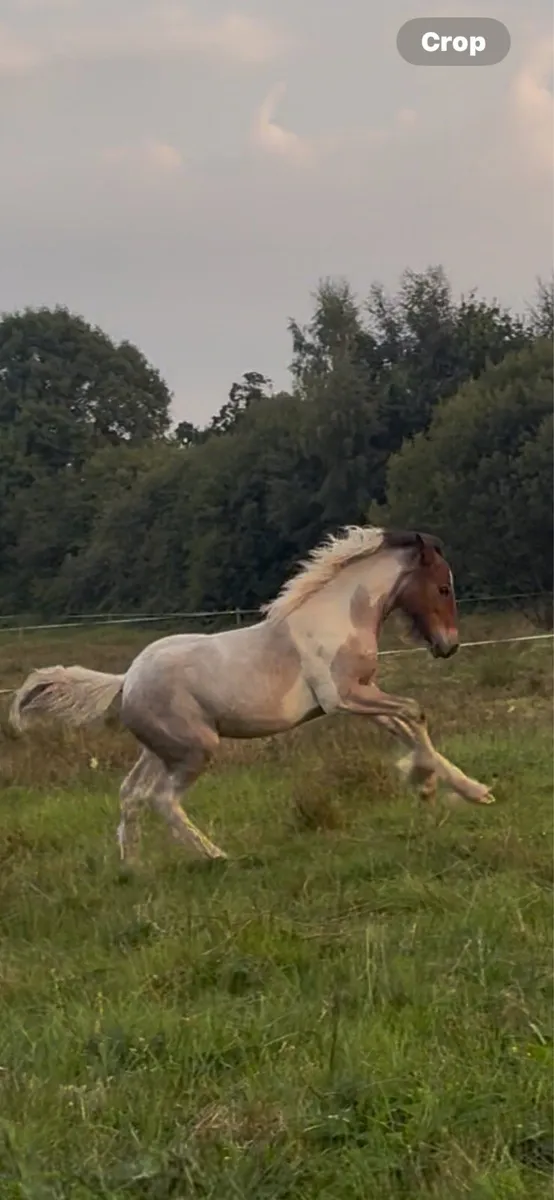 Filly foal - Image 3