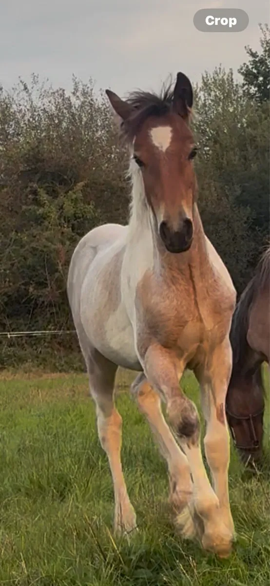 Filly foal - Image 4