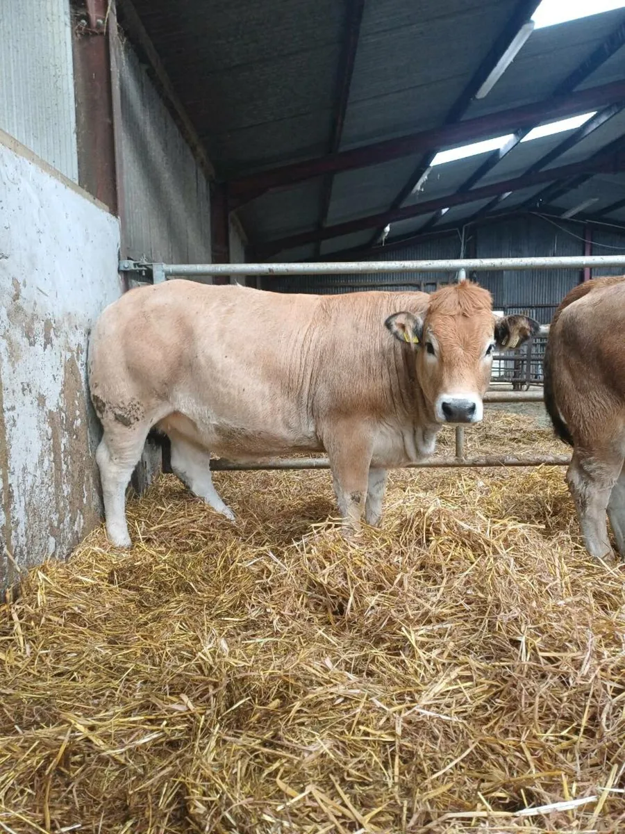 Purebred aubrac heifers - Image 1