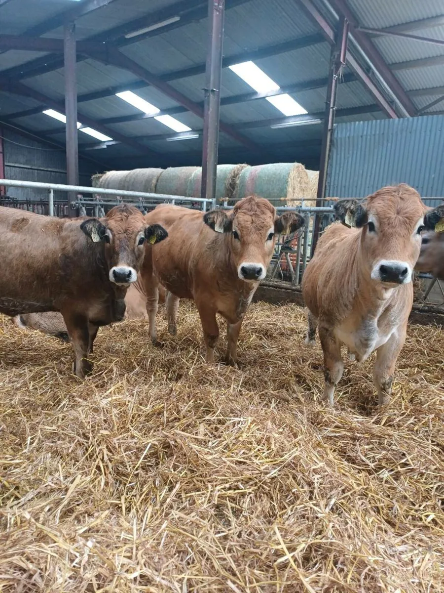 Purebred aubrac heifers - Image 2