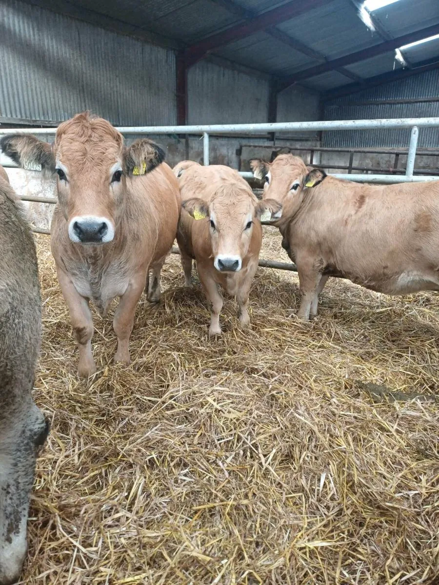 Purebred aubrac heifers - Image 3