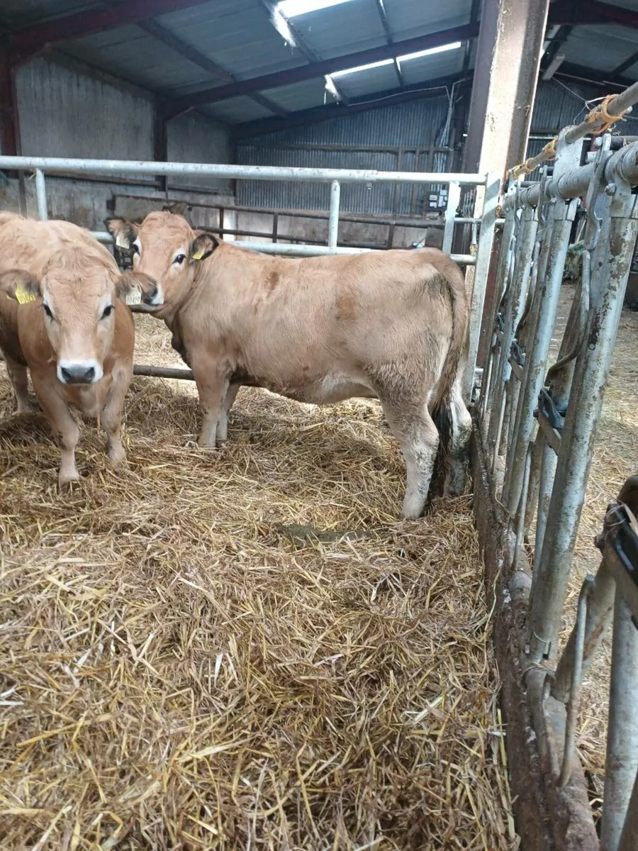 Purebred aubrac heifers - Image 4