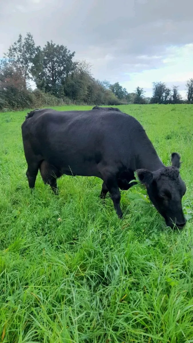Dexter cow and bull - Image 2