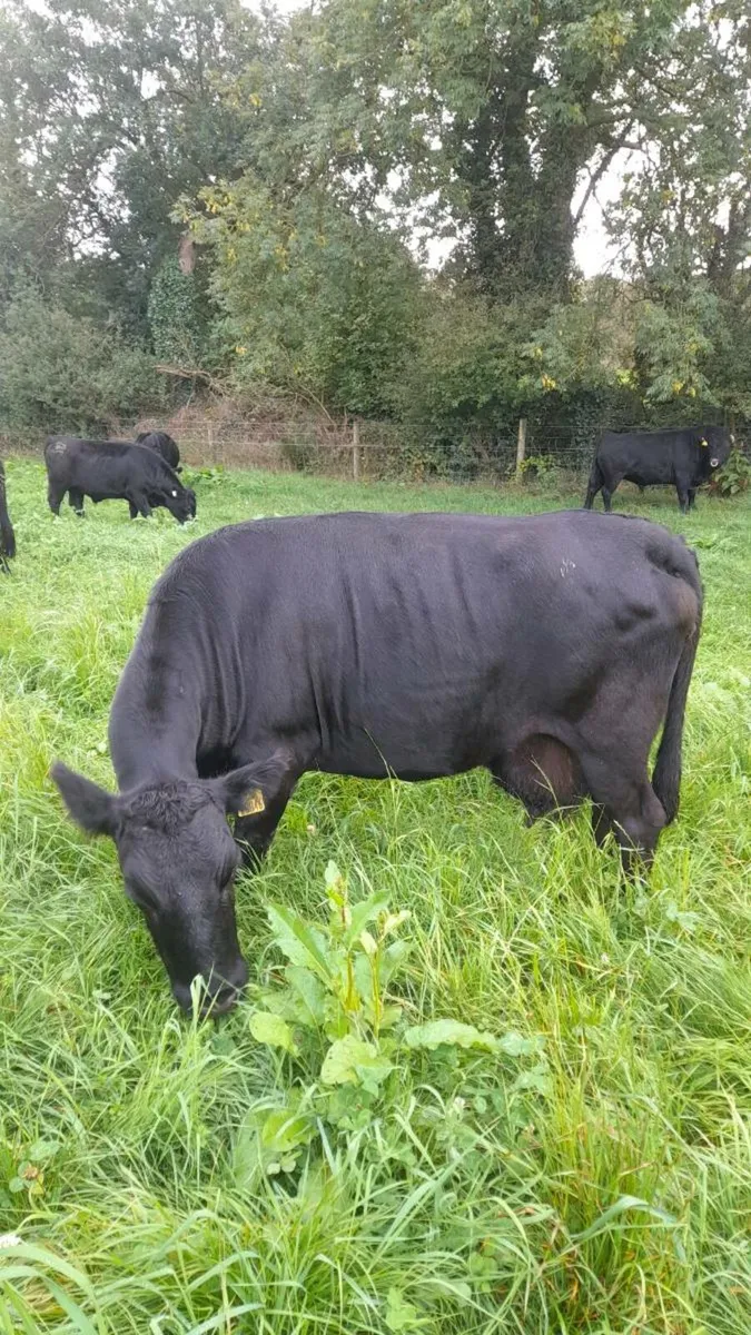Dexter cow and bull - Image 3