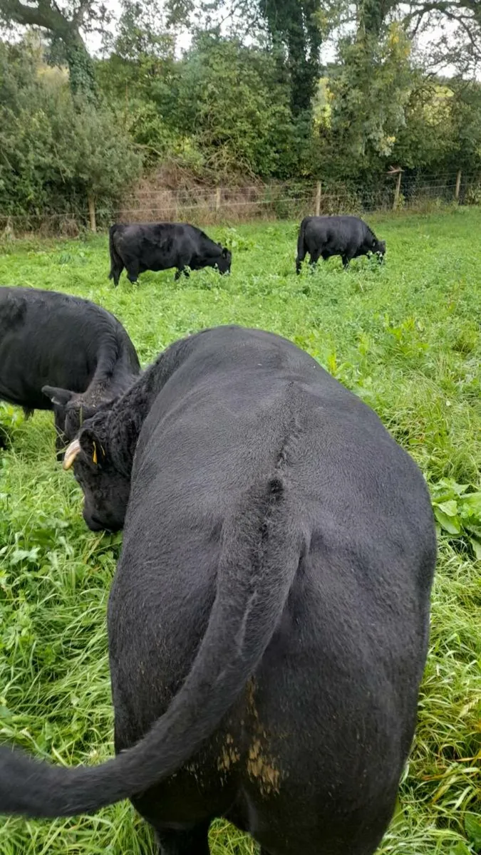 Dexter bull - Image 3