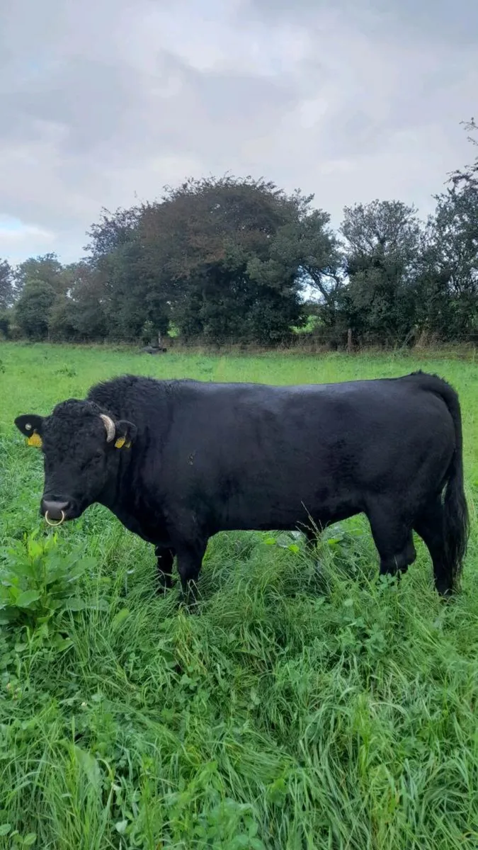 Dexter cow and bull - Image 1