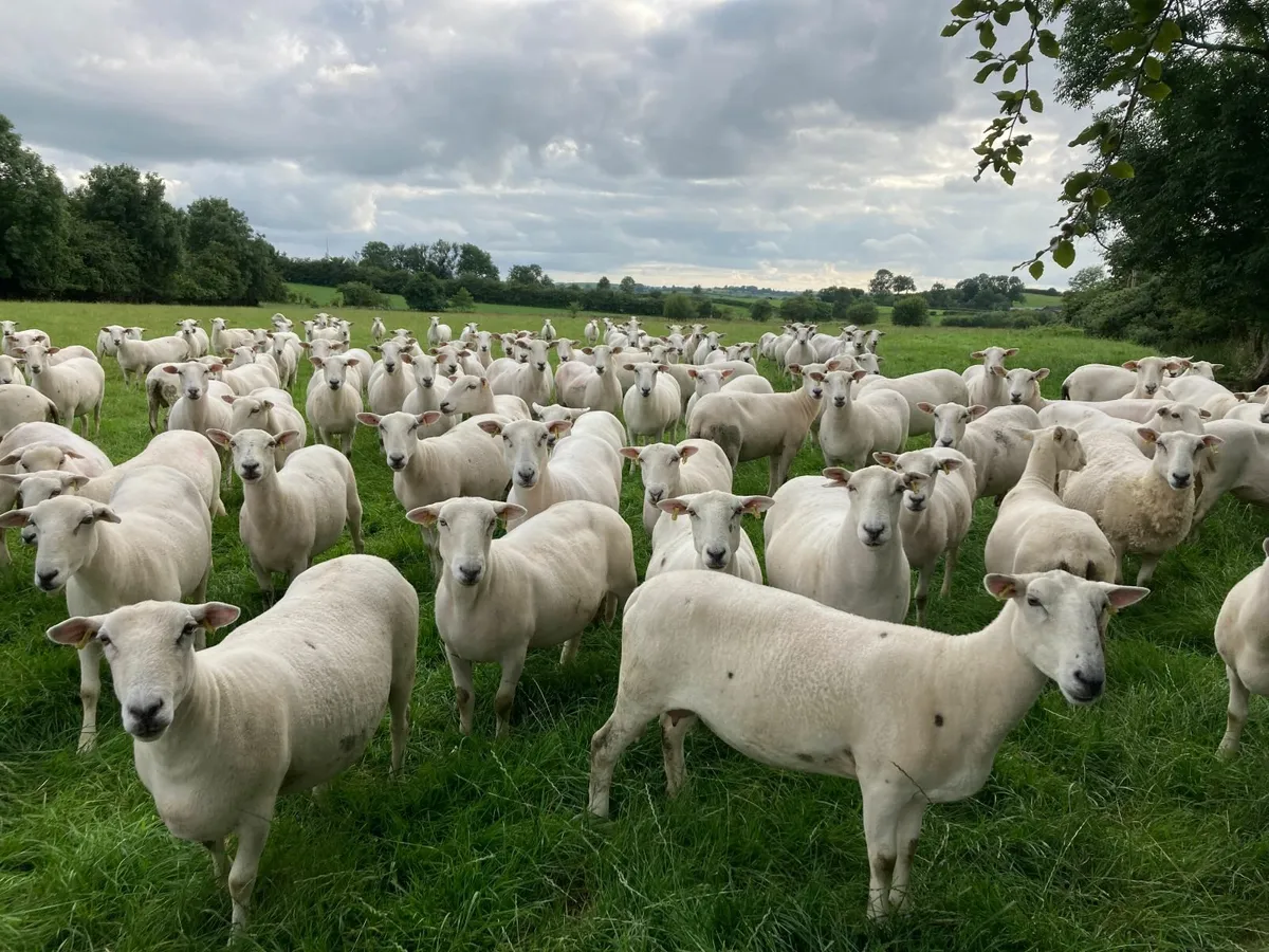 EasyCare Ram Lambs - Image 3