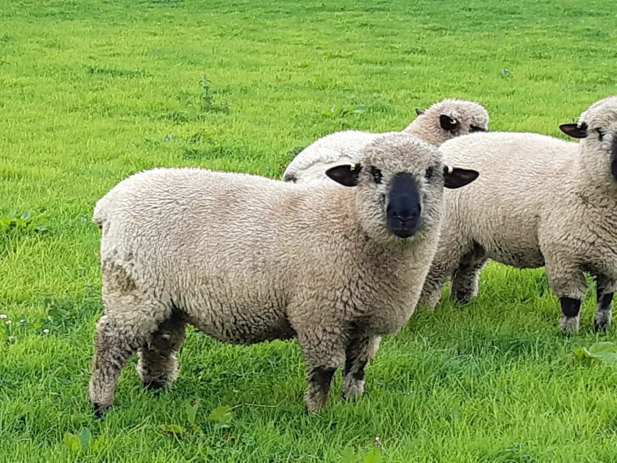Sheep - Image 1