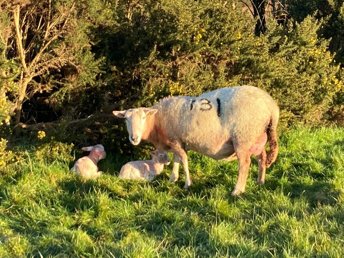 EasyCare Ram Lambs - Image 4