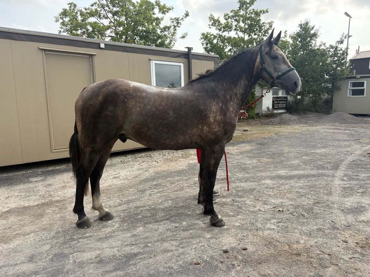 Gelding lot 391 goresbridge - Image 2