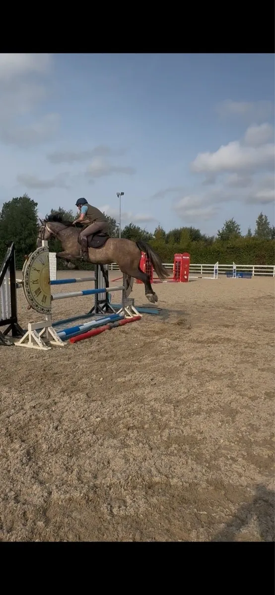 Gelding lot 391 goresbridge - Image 3