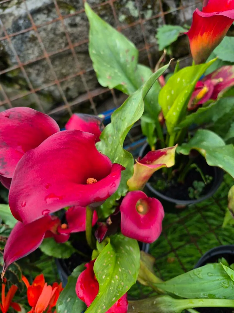 Plants for sale - Image 2