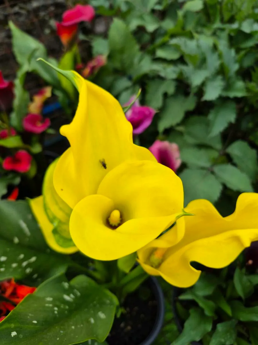 Plants for sale - Image 3