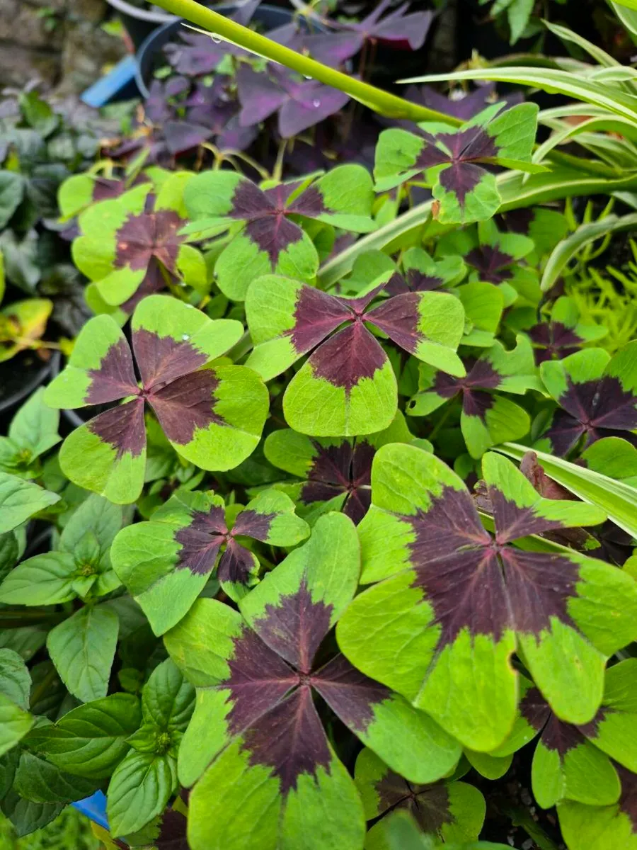 Plants for sale - Image 4