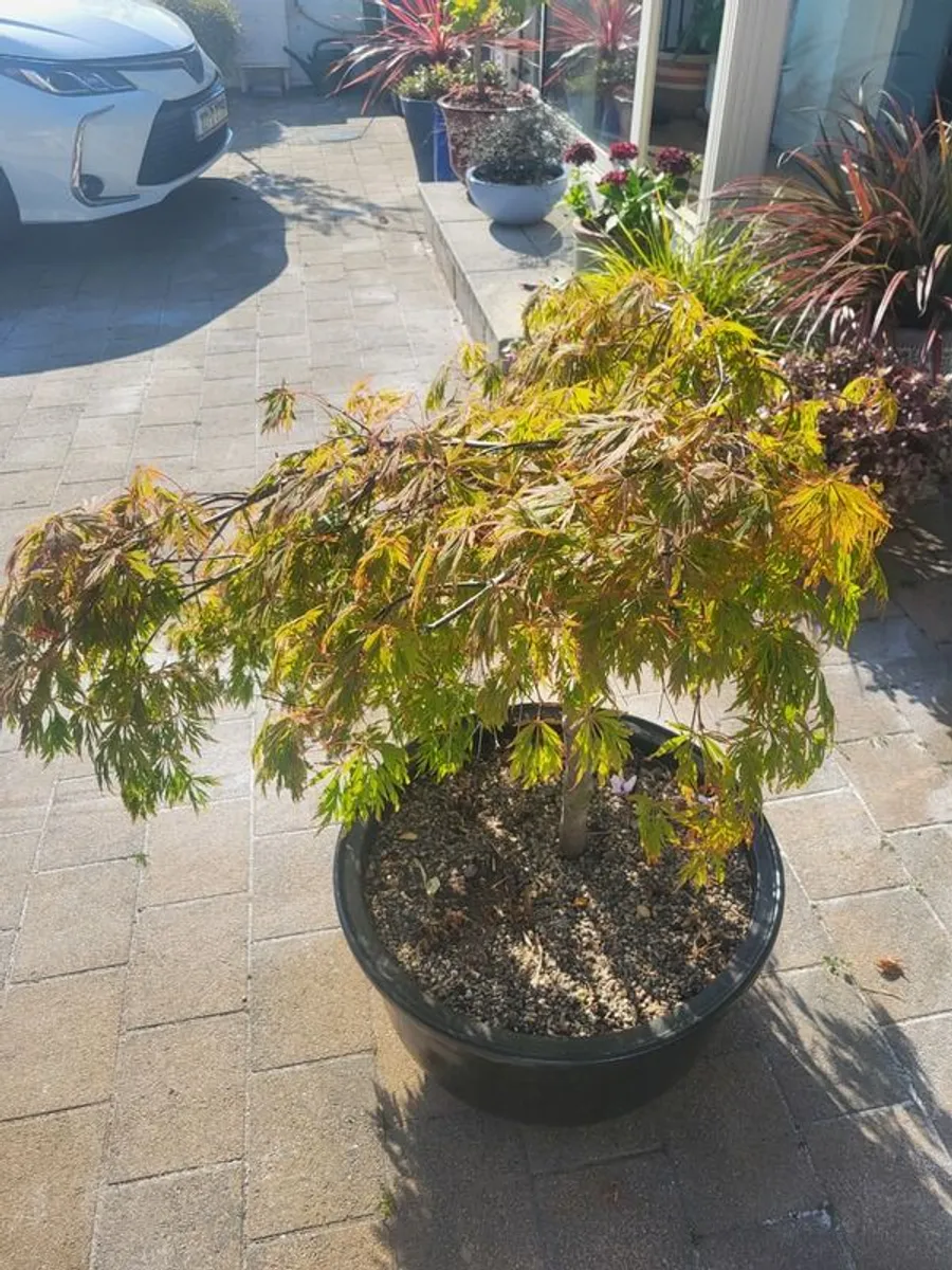 Acer tree - Image 1