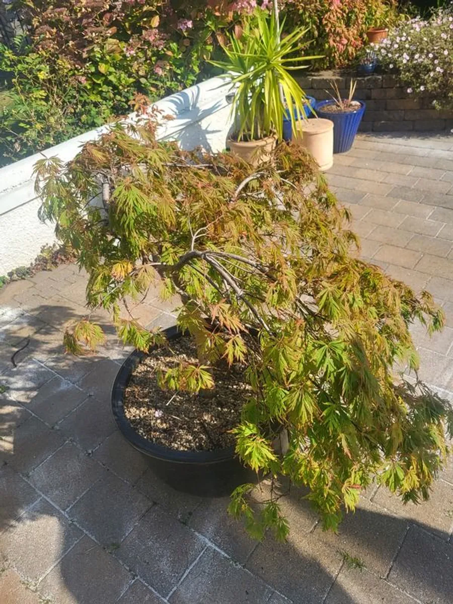 Acer tree - Image 2