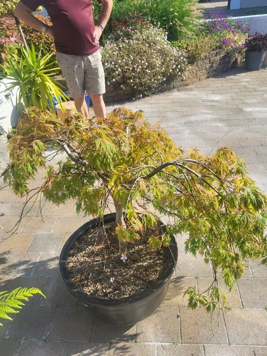 Acer tree - Image 3