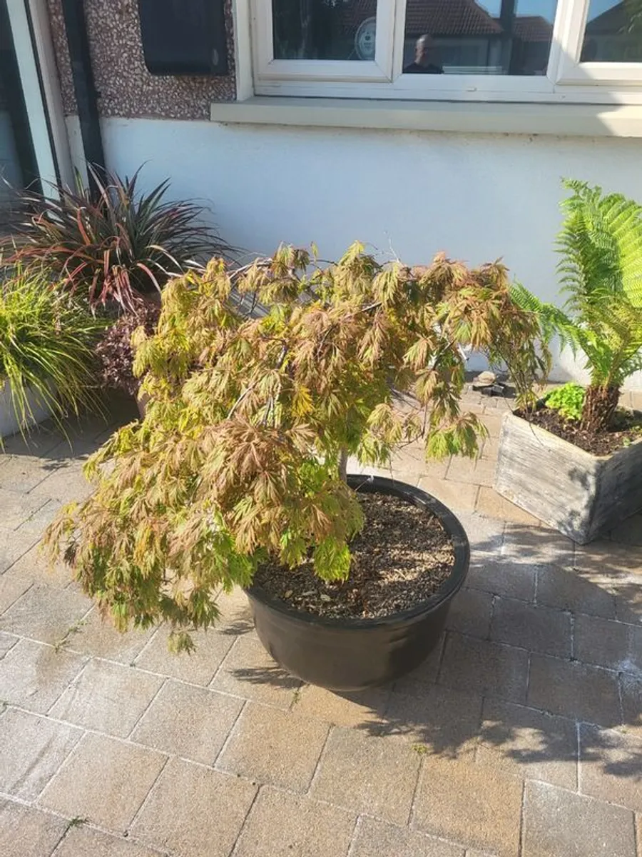 Acer tree - Image 4