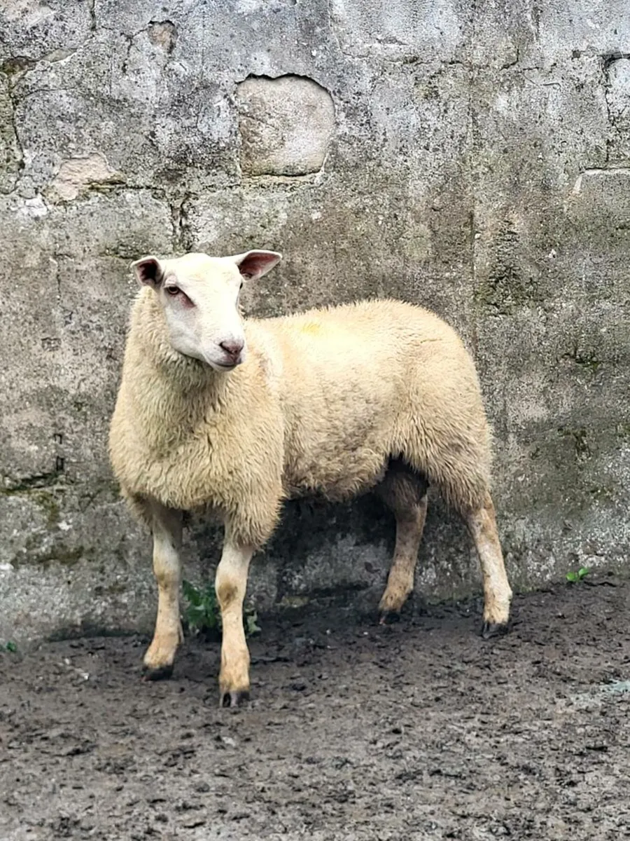 Ram lambs - Image 1