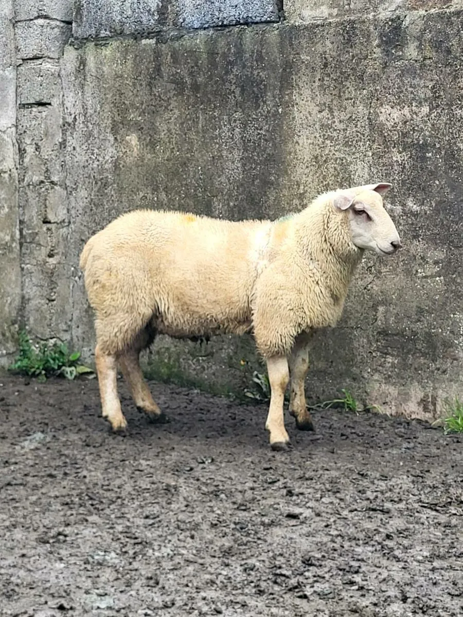 Ram lambs - Image 2