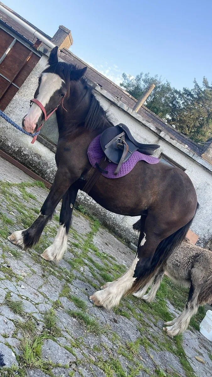14/2 cob ride and drive 2 make 15h - Image 3