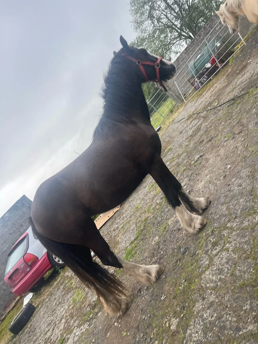 14/2 cob ride and drive 2 make 15h - Image 4