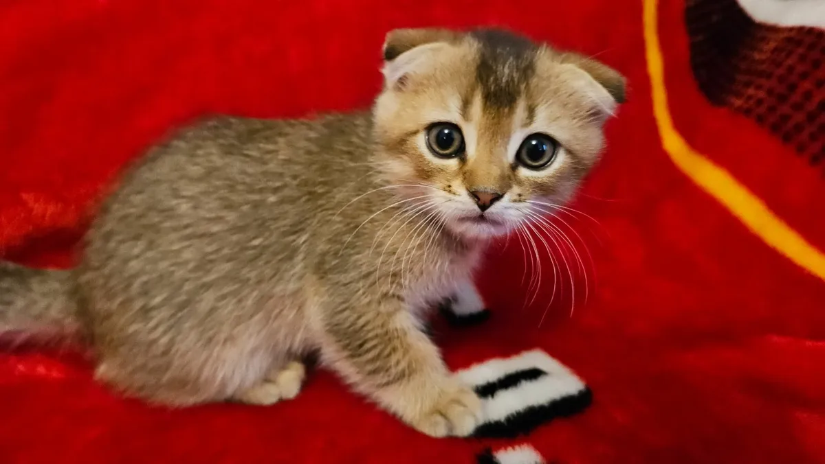 2 Month Old Kittens For Sale - Image 2