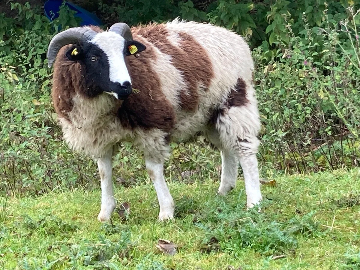 Pedigree Registered Jacob Ram Lamb - Image 2
