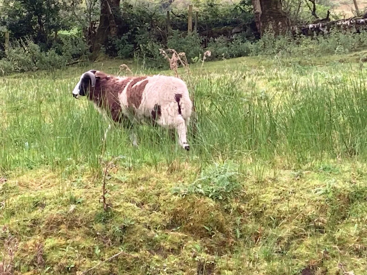 Pedigree Registered Jacob Ram Lamb - Image 3