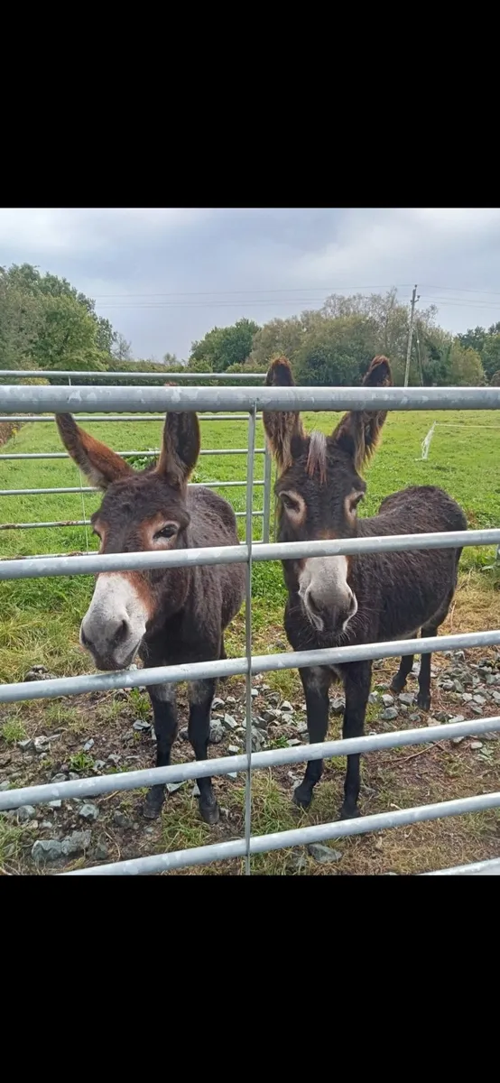 For sale  selection of donkeys - Image 2
